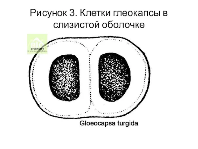 Рисунок 3. Клетки глеокапсы в слизистой оболочке