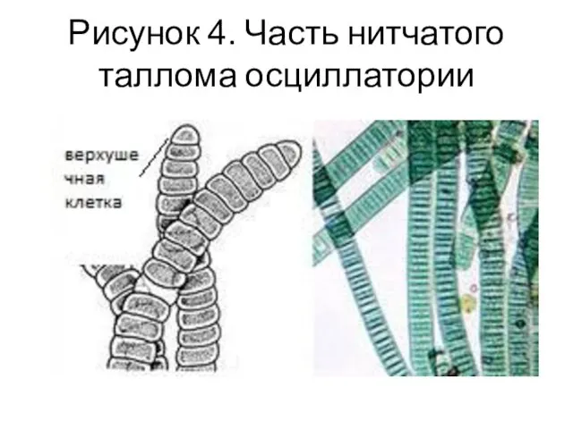 Рисунок 4. Часть нитчатого таллома осциллатории