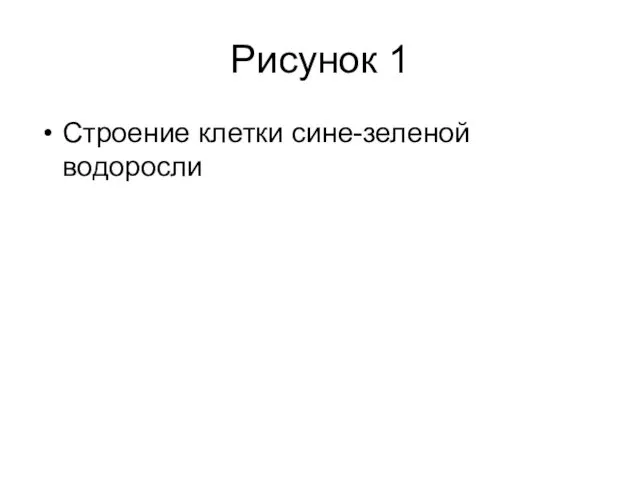 Рисунок 1 Строение клетки сине-зеленой водоросли