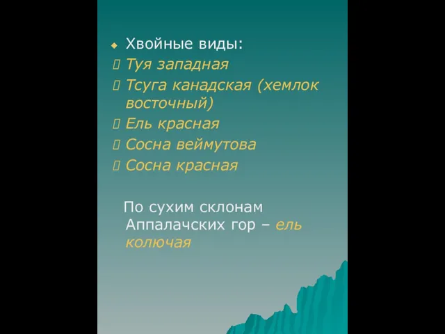 Хвойные виды: Туя западная Тсуга канадская (хемлок восточный) Ель красная Сосна