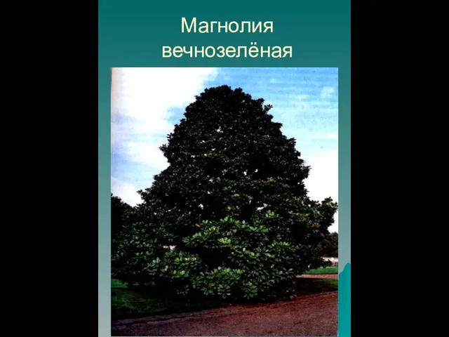 Магнолия вечнозелёная