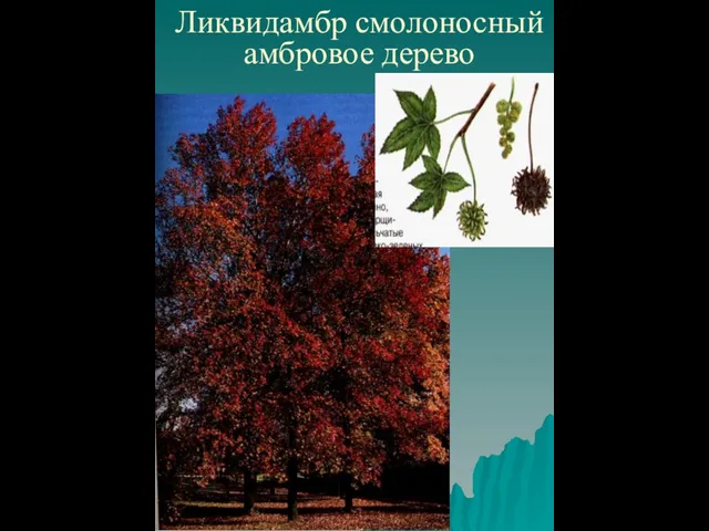 Ликвидамбр смолоносный амбровое дерево
