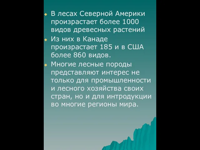 В лесах Северной Америки произрастает более 1000 видов древесных растений Из