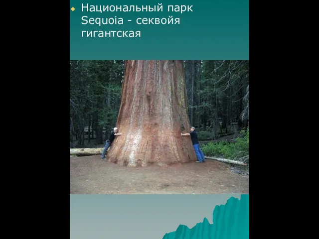 Национальный парк Sequoia - секвойя гигантская