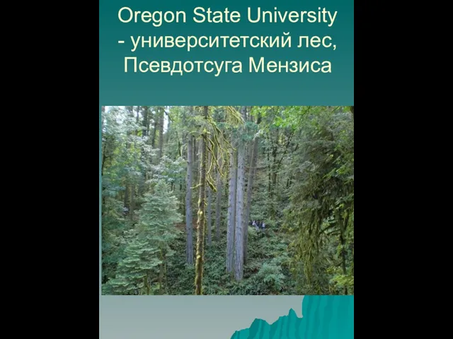 Oregon State University - университетский лес, Псевдотсуга Мензиса