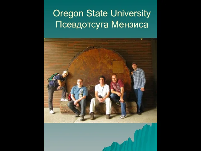 Oregon State University Псевдотсуга Мензиса