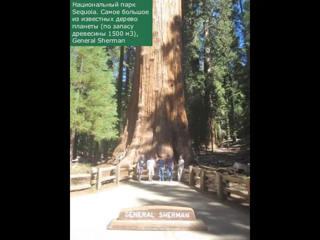 Национальный парк Sequoia. Самое большое из известных дерево планеты (по запасу древесины 1500 м3), General Sherman