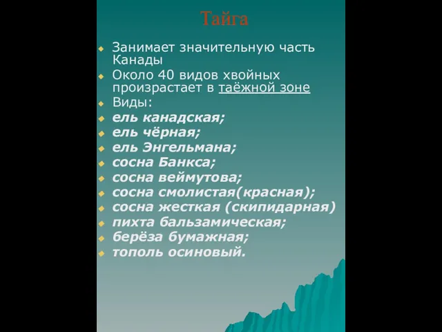 Тайга Занимает значительную часть Канады Около 40 видов хвойных произрастает в