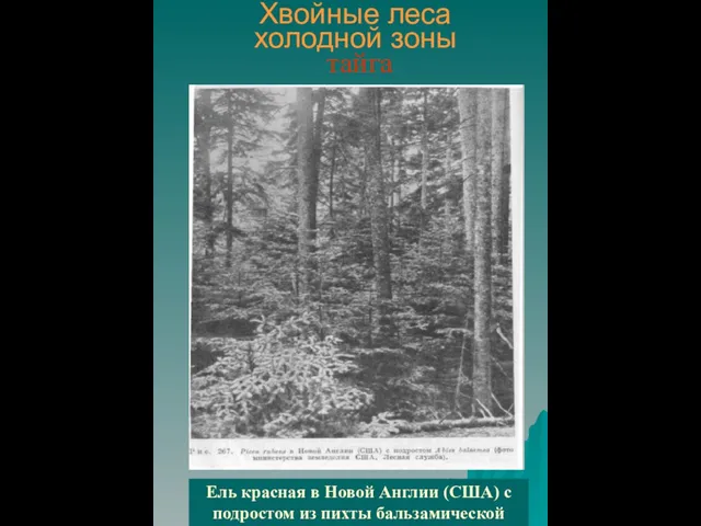 Хвойные леса холодной зоны тайга Ель красная в Новой Англии (США) с подростом из пихты бальзамической