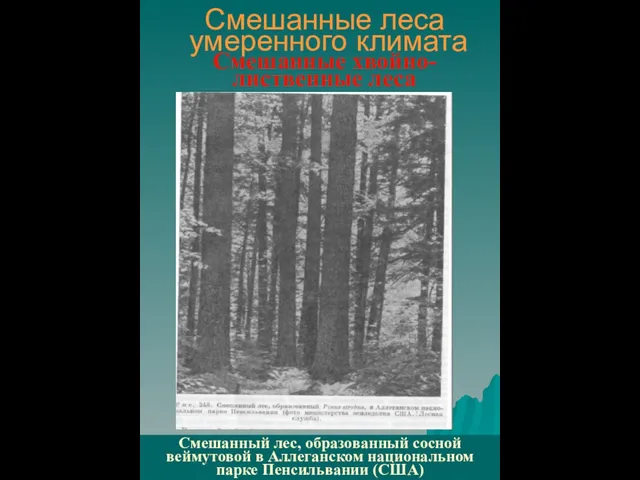 Смешанные леса умеренного климата Смешанные хвойно-лиственные леса Смешанный лес, образованный сосной