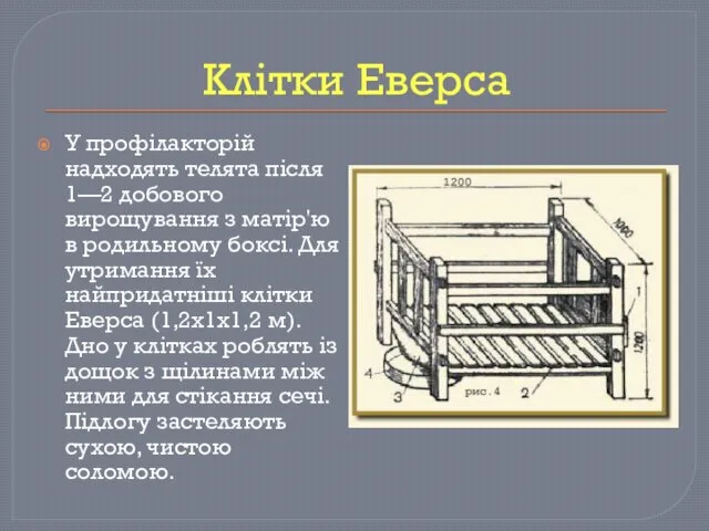 Клітки Еверса У профілакторій надходять телята після 1—2 добового вирощування з