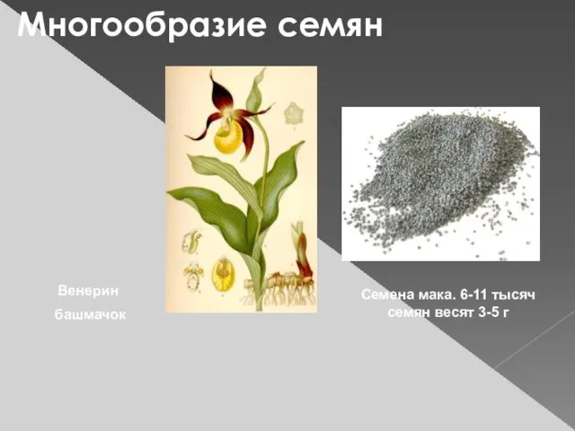 Многообразие семян Венерин башмачок Семена мака. 6-11 тысяч семян весят 3-5 г
