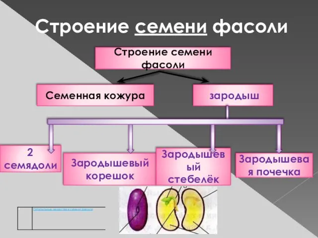 Строение семени фасоли 2 семядоли Зародышевый корешок Зародышевый стебелёк Зародышевая почечка