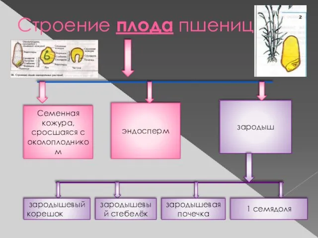 Строение плода пшеницы Семенная кожура, сросшаяся с околоплодником эндосперм зародыш зародышевый