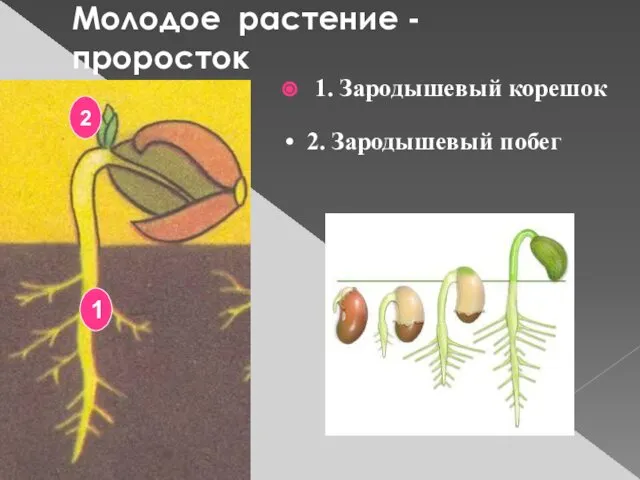 Молодое растение - проросток 1. Зародышевый корешок 2. Зародышевый побег 1 2