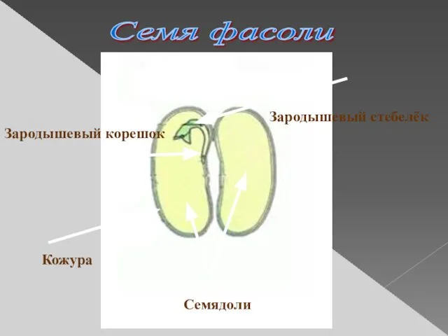 Семя фасоли Зародышевый корешок Кожура Семядоли Зародышевый стебелёк