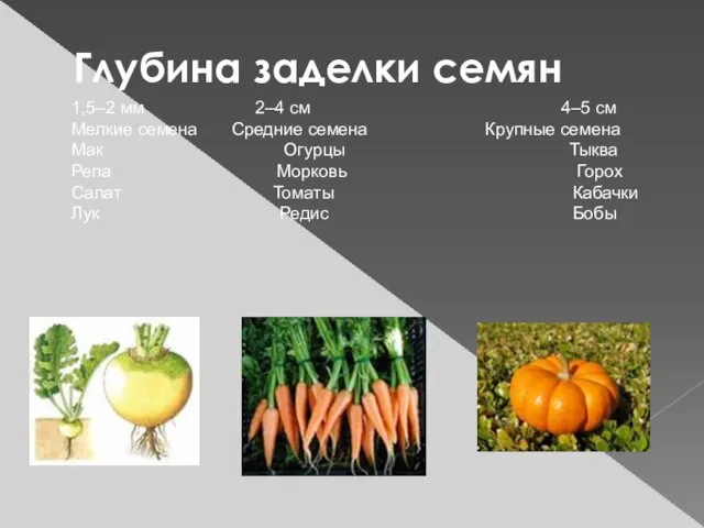 Глубина заделки семян 1,5–2 мм 2–4 см 4–5 см Мелкие семена