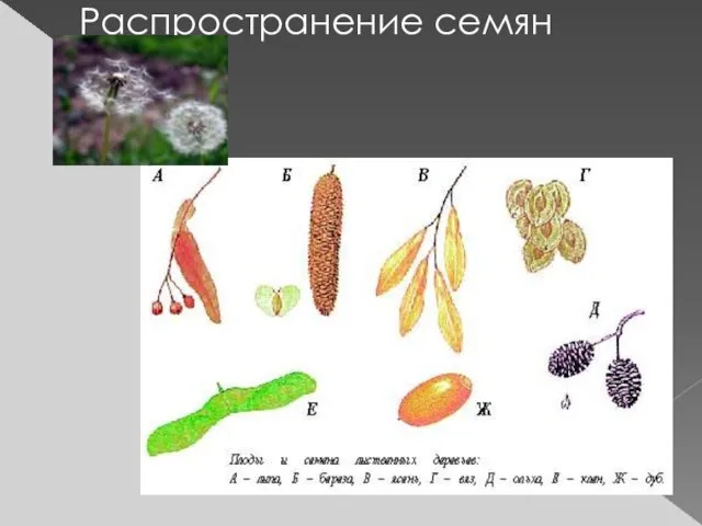 Распространение семян ветром