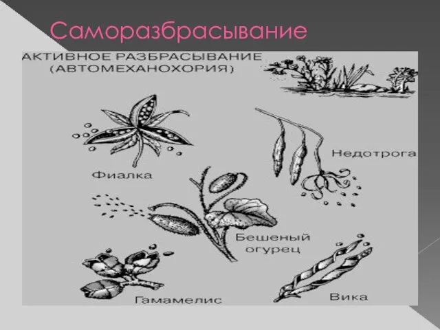 Саморазбрасывание