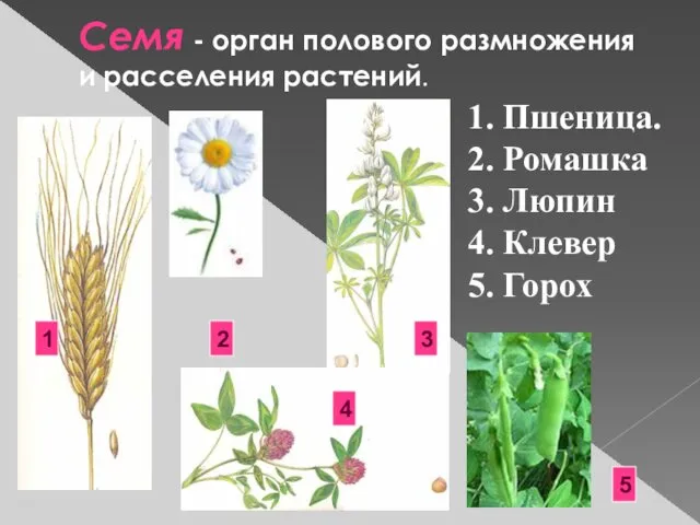 Семя - орган полового размножения и расселения растений. 1. Пшеница. 2.