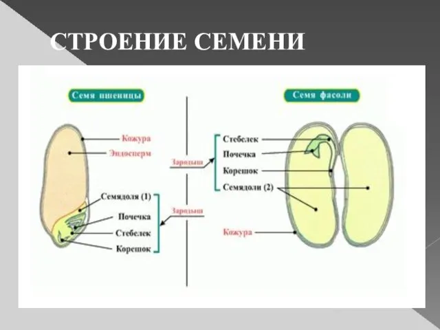 СТРОЕНИЕ СЕМЕНИ