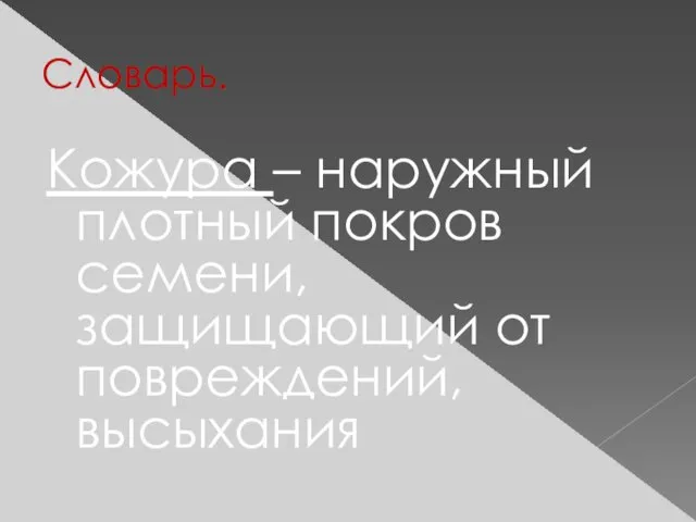 Словарь. Кожура – наружный плотный покров семени, защищающий от повреждений, высыхания