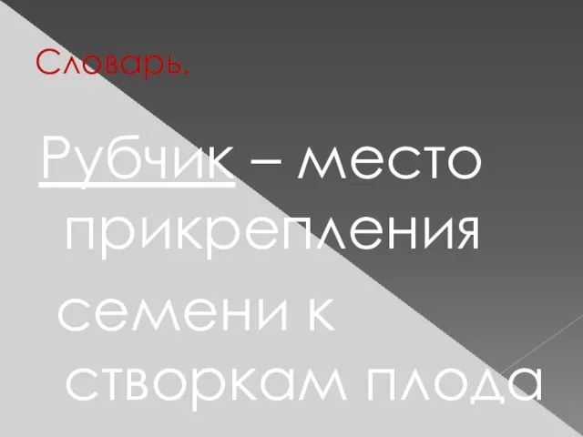 Словарь. Рубчик – место прикрепления семени к створкам плода