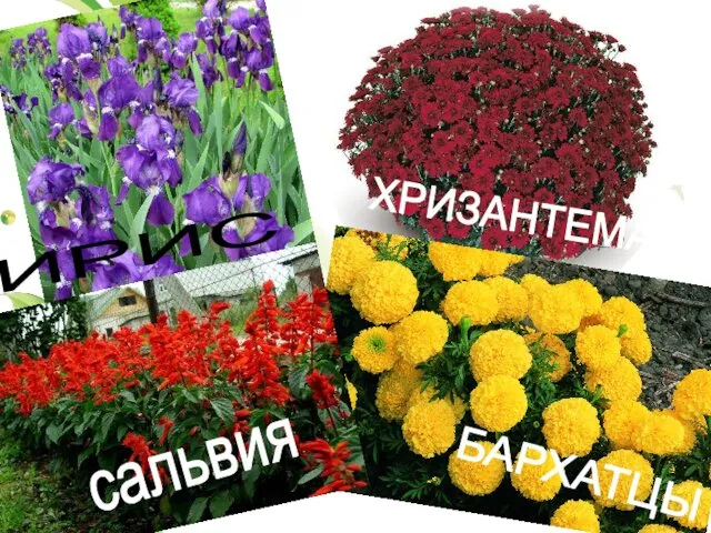 ИРИС ХРИЗАНТЕМА БАРХАТЦЫ сальвия