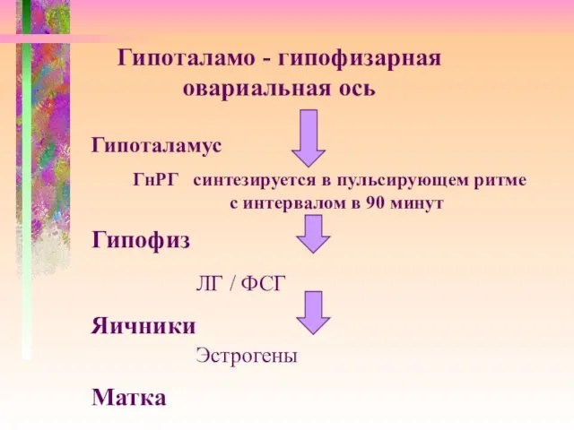 Гипоталамо - гипофизарная овариальная ось Гипоталамус ГнРГ синтезируется в пульсирующем ритме