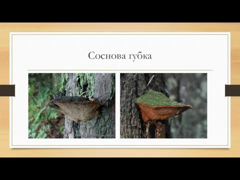 Соснова губка