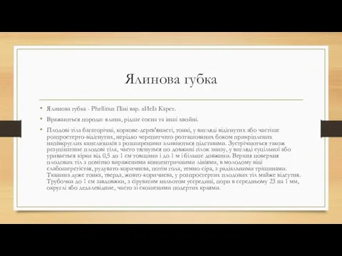 Ялинова губка Ялинова губка - Phellinus Піні вар. аИеІз Карст. Вражаються