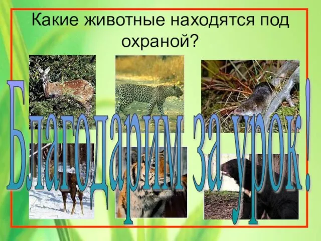 Какие животные находятся под охраной? Благодарим за урок!