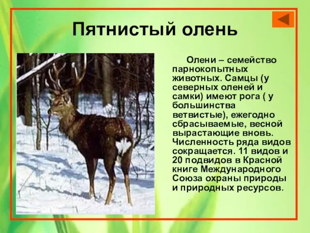 Пятнистый олень Олени – семейство парнокопытных животных. Самцы (у северных оленей