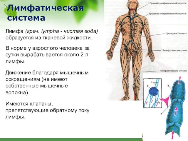 Лимфатическая система В норме у взрослого человека за сутки вырабатывается около