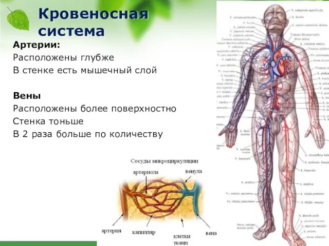 Кровеносная система Артерии: Расположены глубже В стенке есть мышечный слой Вены