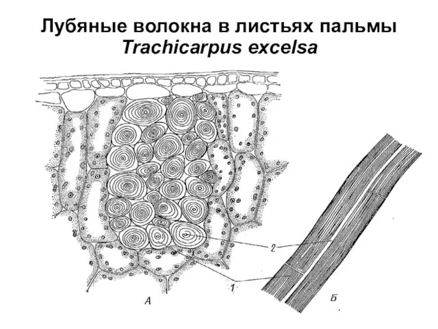 Лубяные волокна в листьях пальмы Trachicarpus excelsa