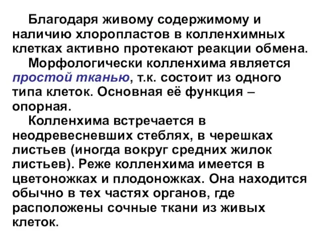 Благодаря живому содержимому и наличию хлоропластов в колленхимных клетках активно протекают