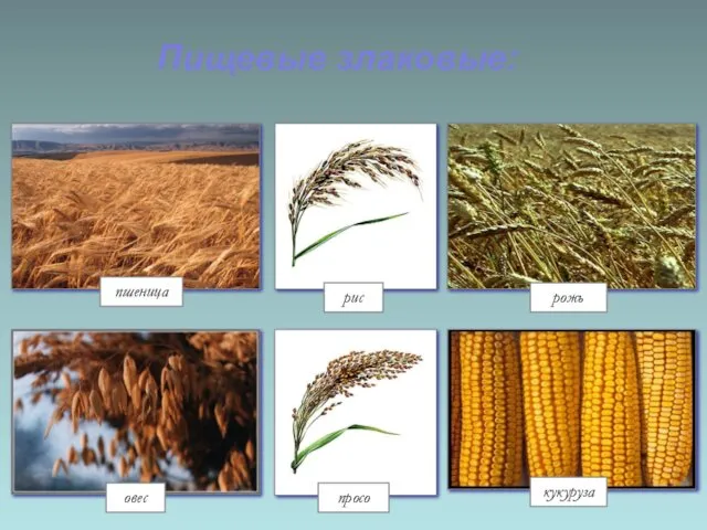 Пищевые злаковые: рис рожь просо овес кукуруза пшеница