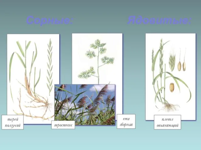 пырей ползучий ежа сборная плевел опьяняющий тростник Сорные: Ядовитые:
