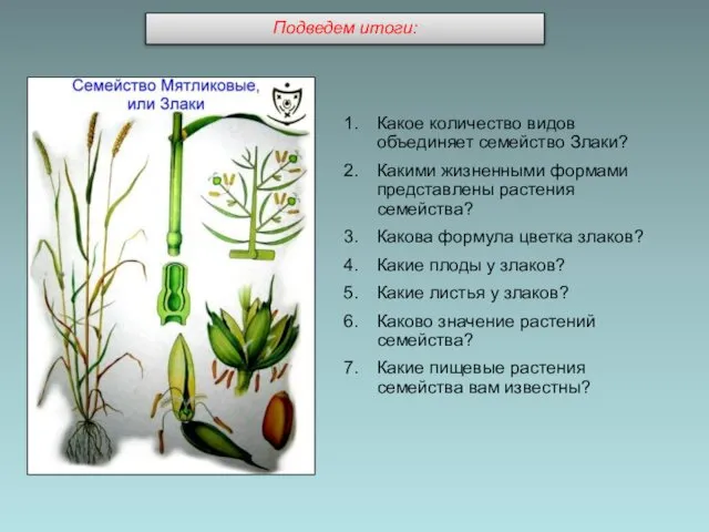 Какое количество видов объединяет семейство Злаки? Какими жизненными формами представлены растения