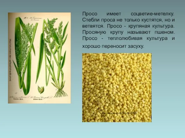 Просо имеет соцветие-метелку. Стебли проса не только кустятся, но и ветвятся.