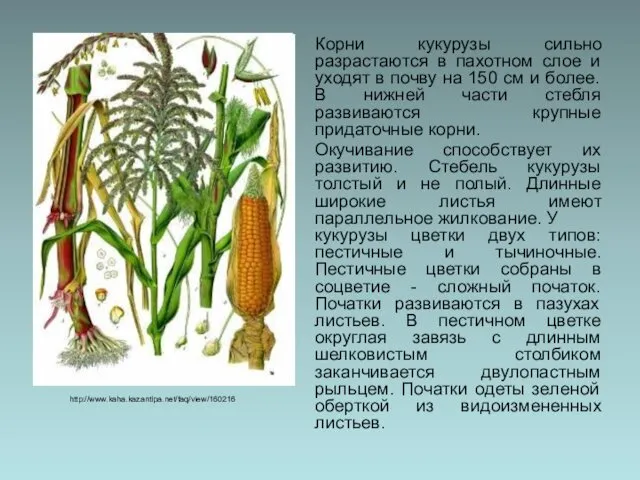 Корни кукурузы сильно разрастаются в пахотном слое и уходят в почву