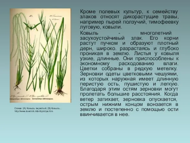 Кроме полевых культур, к семейству злаков относят дикорастущие травы, например пырей