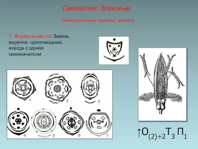 ↑О(2)+2Т3 П1 1. Формула цветка Завязь верхняя, одногнездная, всегда с одним