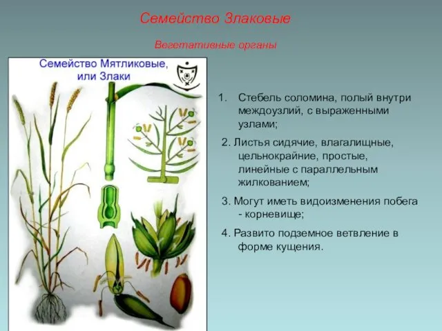 Стебель соломина, полый внутри междоузлий, с выраженными узлами; 2. Листья сидячие,