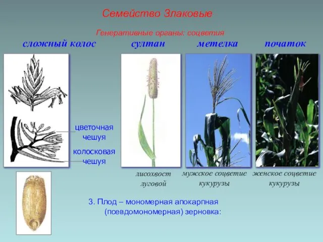 3. Плод – мономерная апокарпная (псевдомономерная) зерновка: сложный колос цветочная чешуя