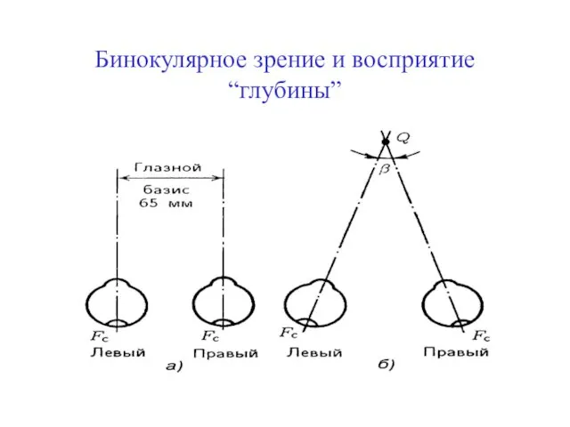 Бинокулярное зрение и восприятие “глубины”