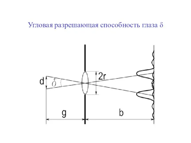 Угловая разрешающая способность глаза δ