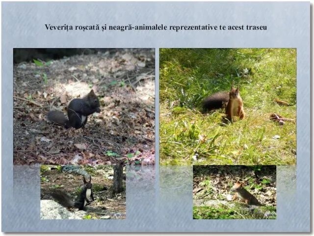 Veverița roșcată și neagră-animalele reprezentative te acest traseu