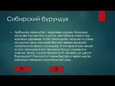 Сибирский бурундук Любимое лакомство - кедровые шишки. Бурундук заселяет пустые пни